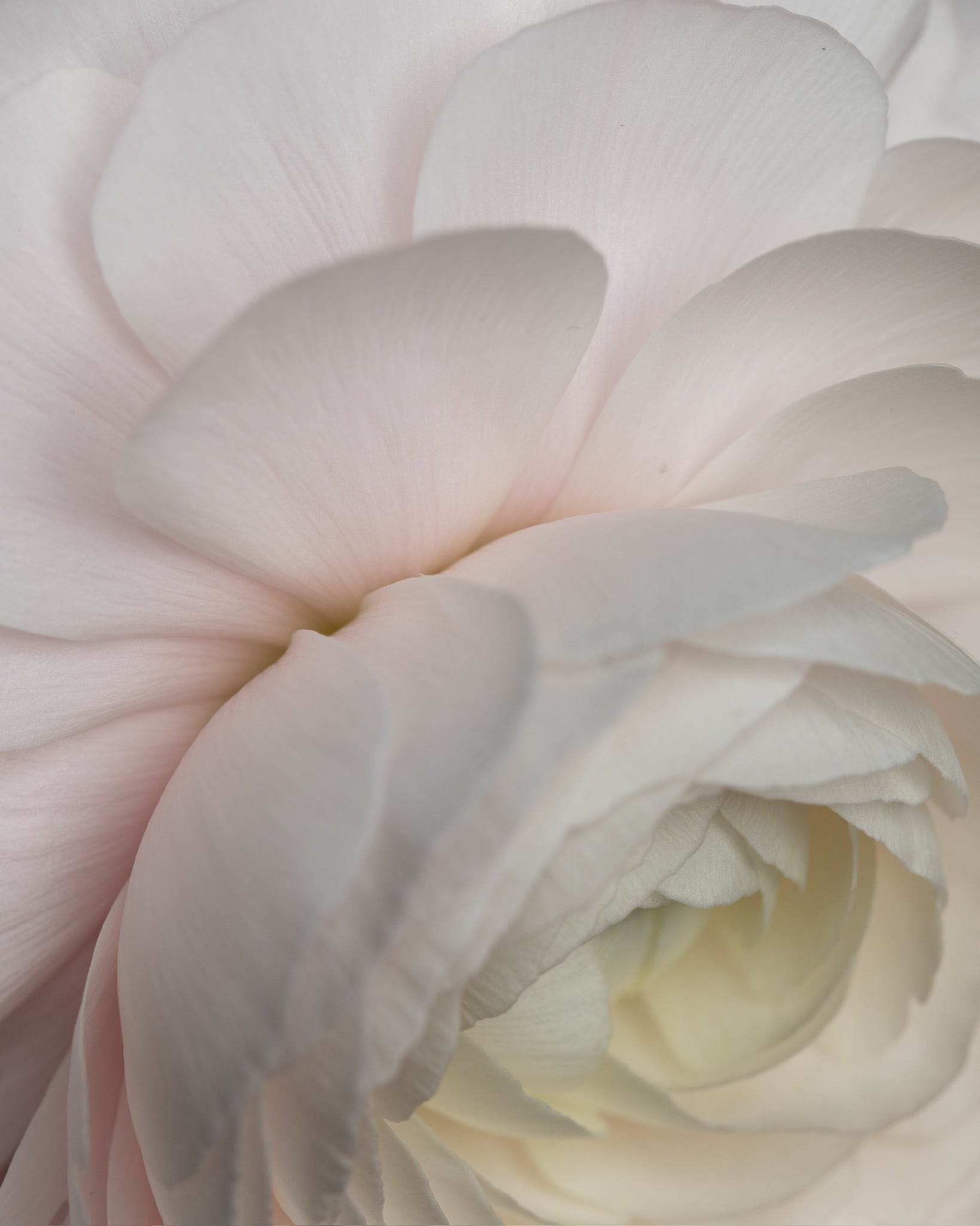 Exciting News - LONI BAUR GOES WELEDA